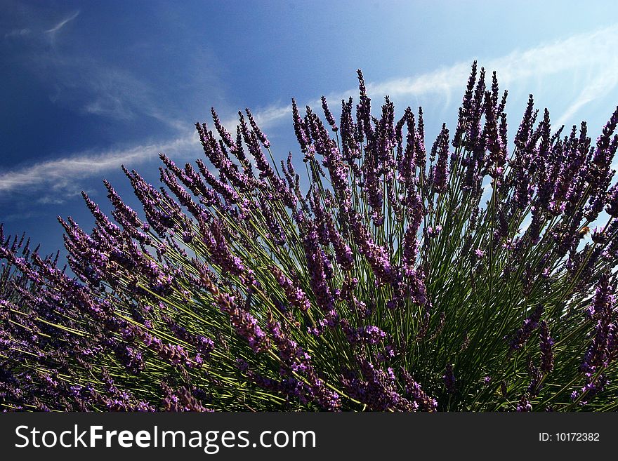 Lavender flowers in Provence, Alpes de Haute Provence. Lavender flowers in Provence, Alpes de Haute Provence