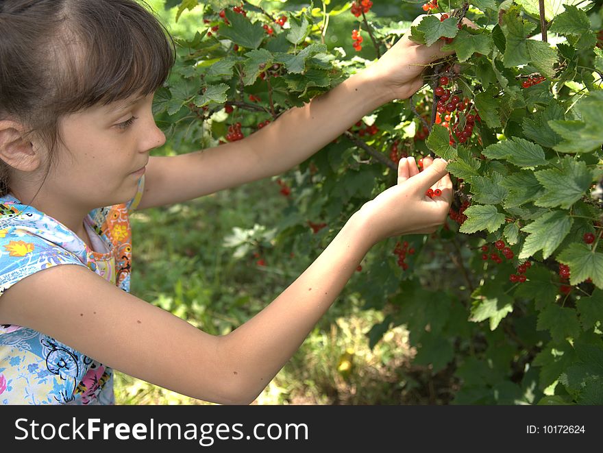 Girl collects a red currant. Girl collects a red currant