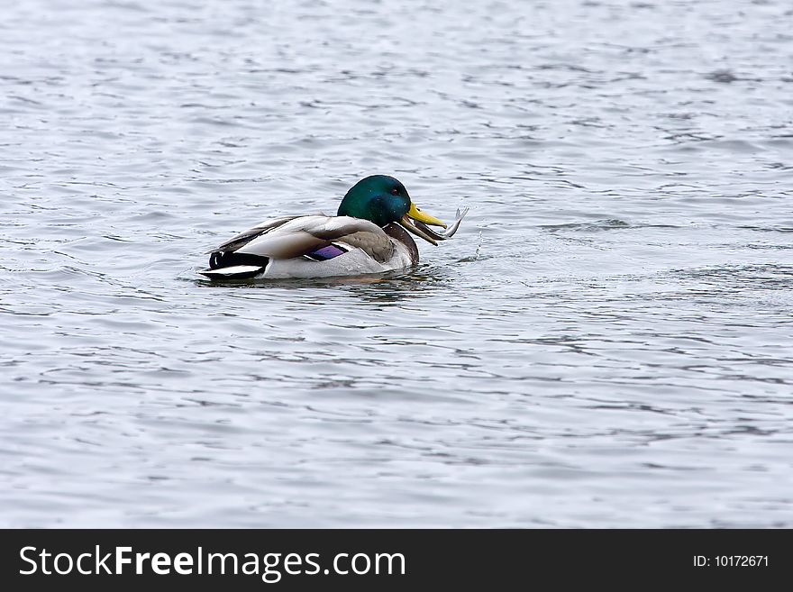 Mallard catching and eating a small fish. Mallard catching and eating a small fish.