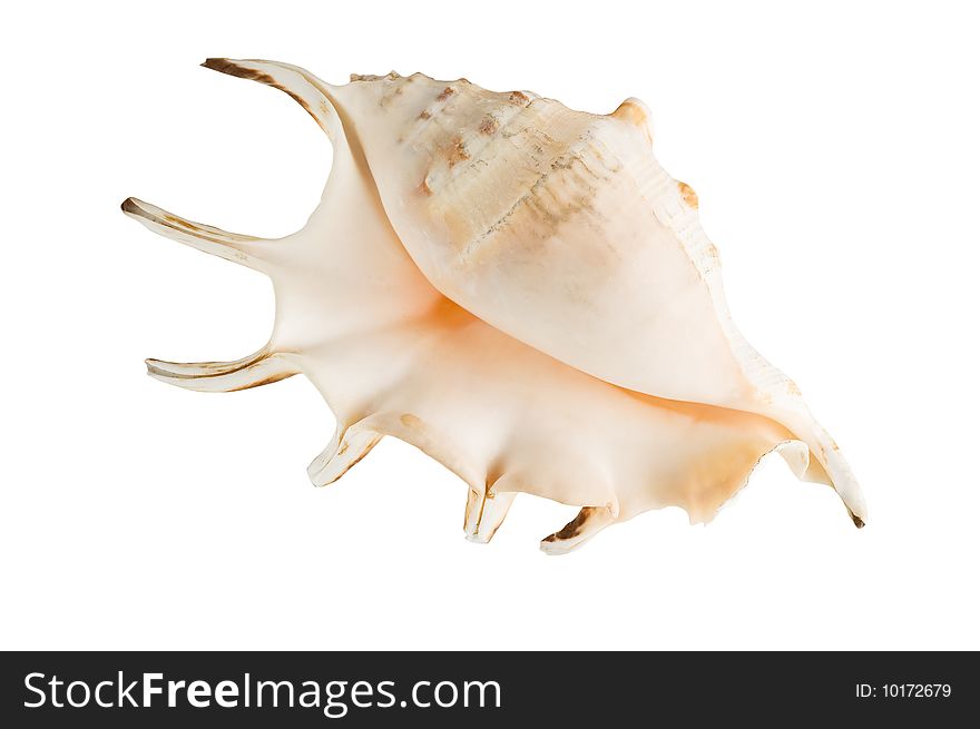 Marine shell isolated on white background, clipping path.