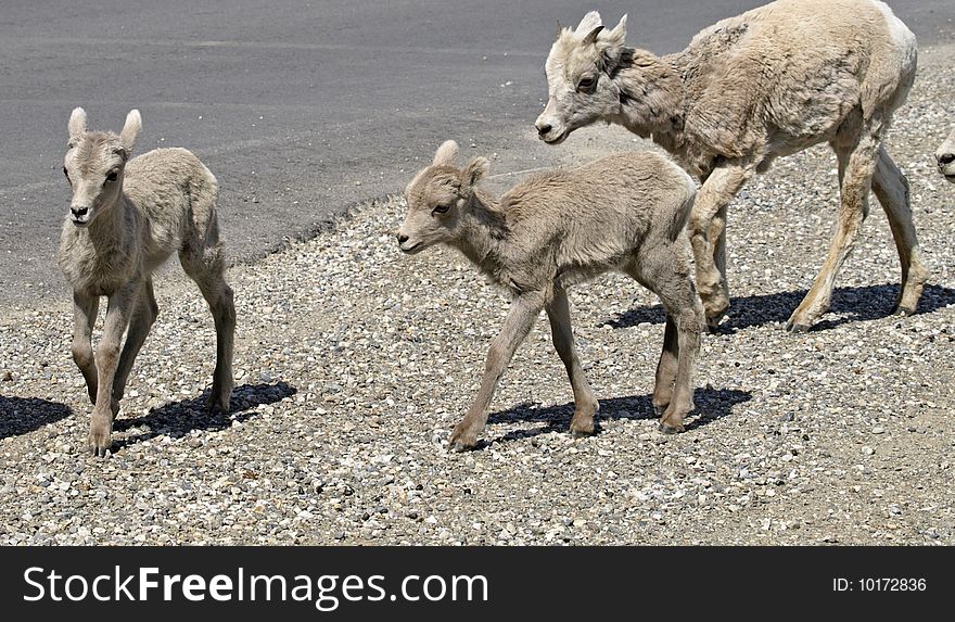 Rocky mountain sheep, doe with a set of twins. these wild animals get used to people stopping and photographing them. Rocky mountain sheep, doe with a set of twins. these wild animals get used to people stopping and photographing them.