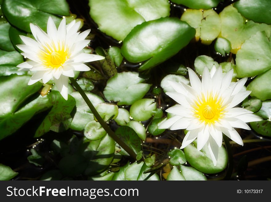 White water lilies, taken in a garden pond, with a yellow center. Framed by green lilypads.