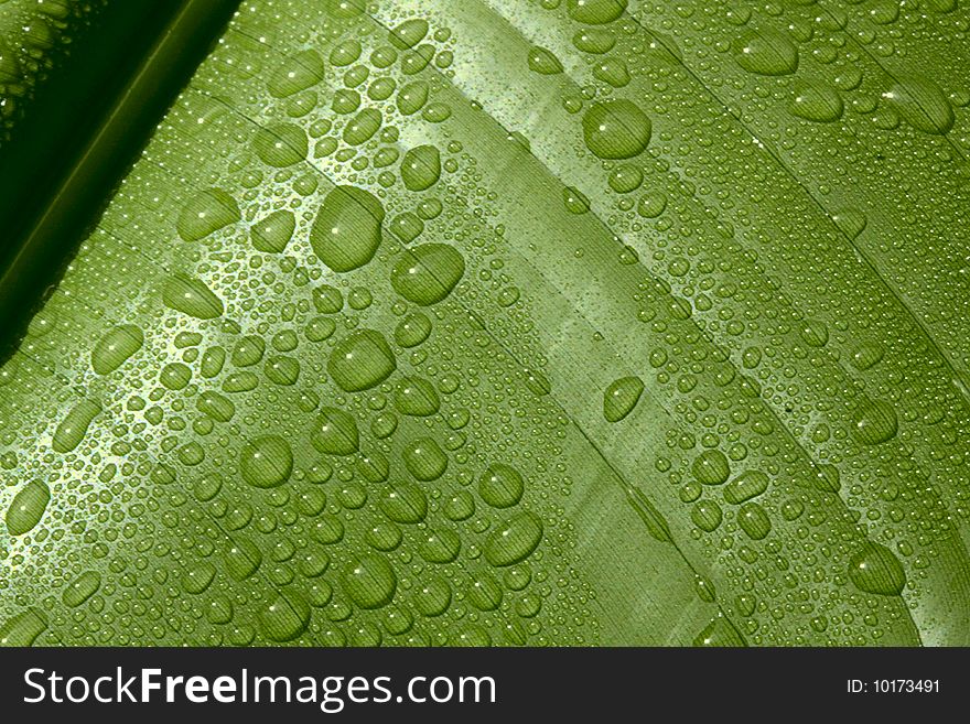 Water drops on a leaf macro.