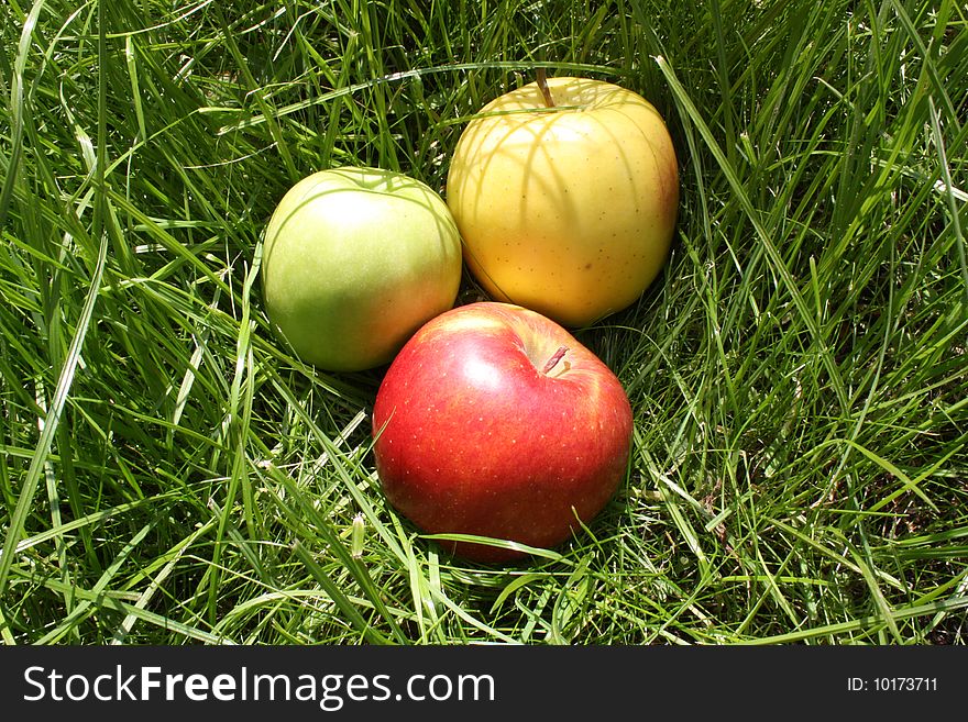 The red apples lies in a green grass
