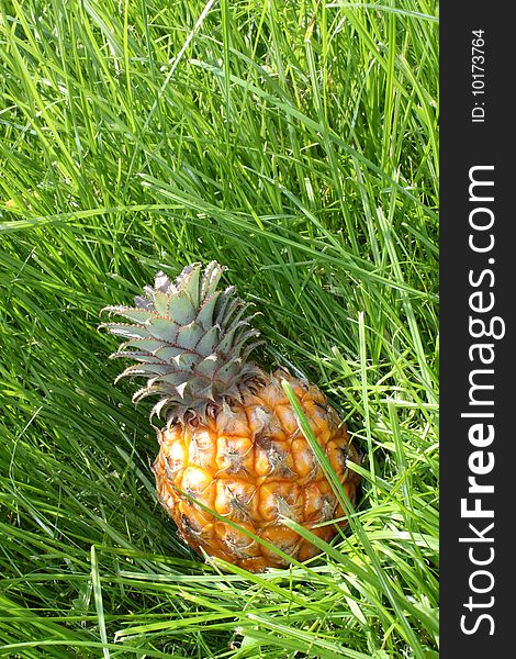 Small yellow pineapple on a green grass.