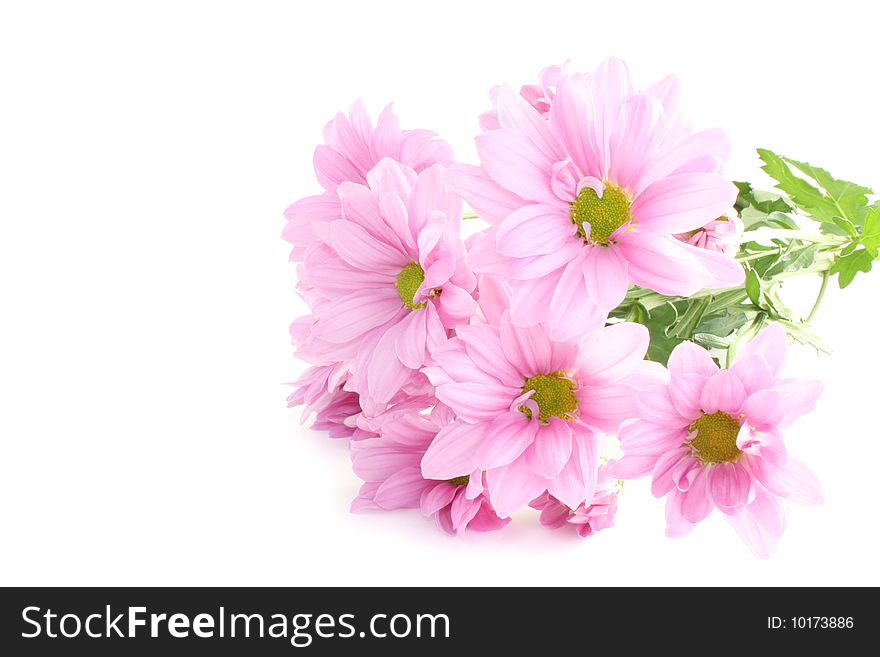 Flowers, asters on a white background, it is isolated