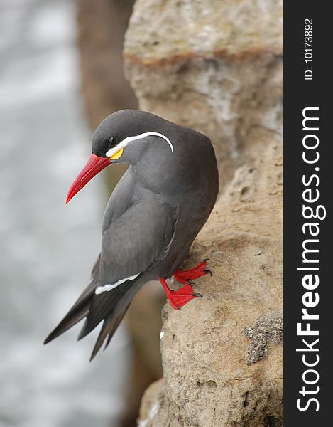 Inca tern looking back at ocean from rock perch in Lima, Peru