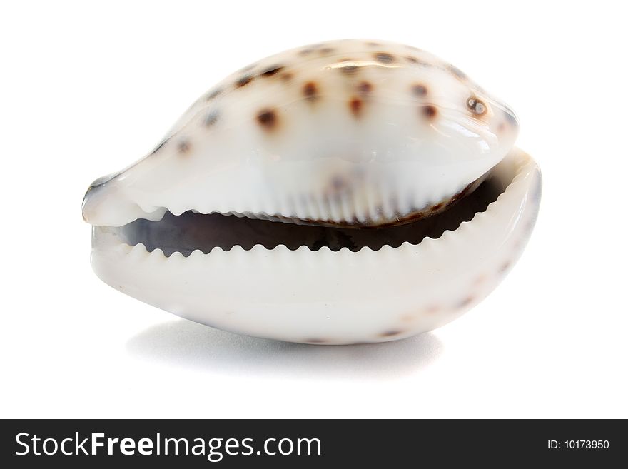 Cockleshell teeths on a white background, it is isolated