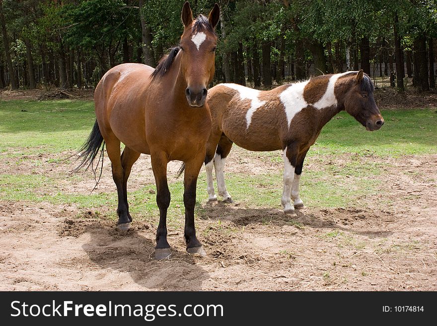 Two horses - chestnut and piebald
