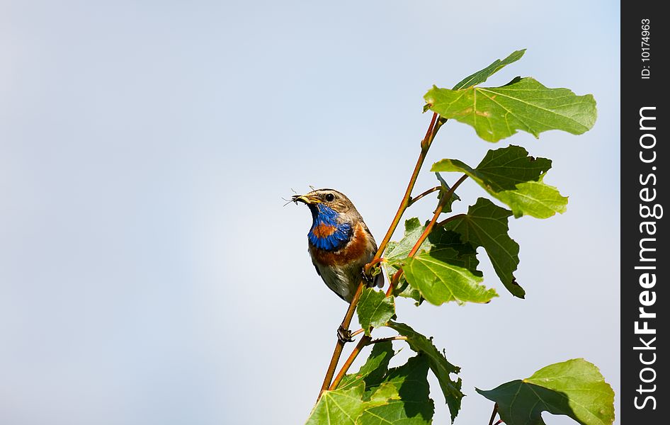 Bird with prey on a branch