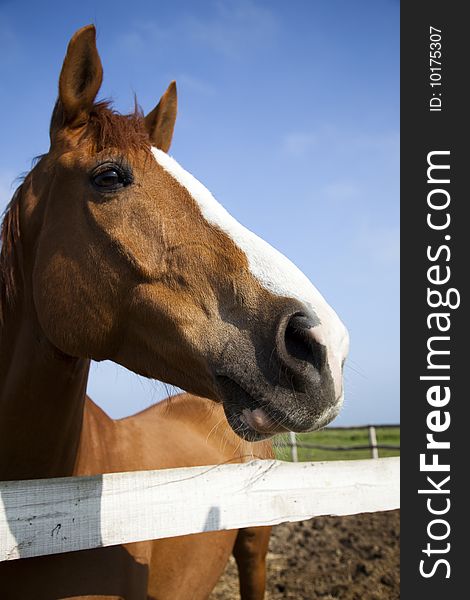 Horse head of brown horse / farm