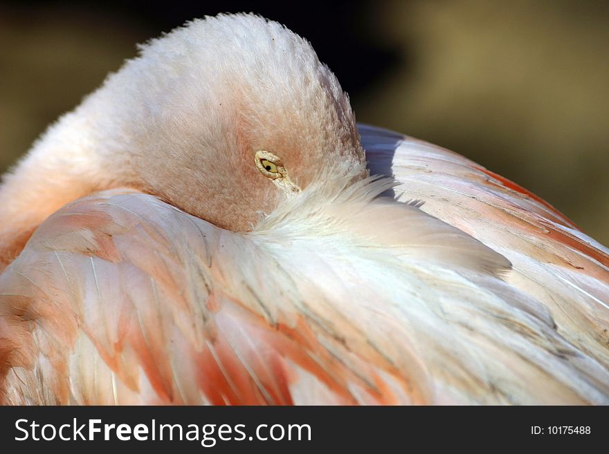 Sleeping flamingo in a pool of leucate in the south of the france