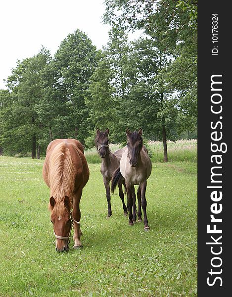 Konik polski - polish primitive horses with draught-horse mare