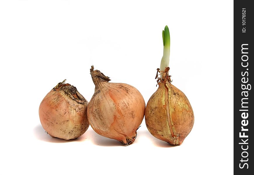 Onion vegetables isolated on white background. Onion vegetables isolated on white background