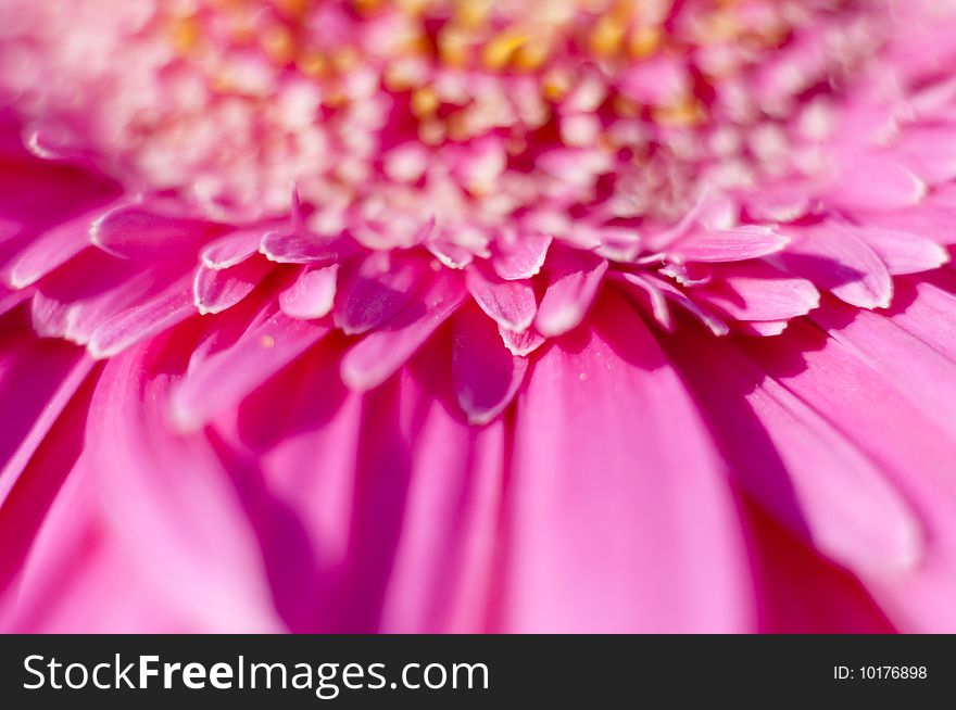 Flower detail picture with vivid colors and textures. Flower detail picture with vivid colors and textures.