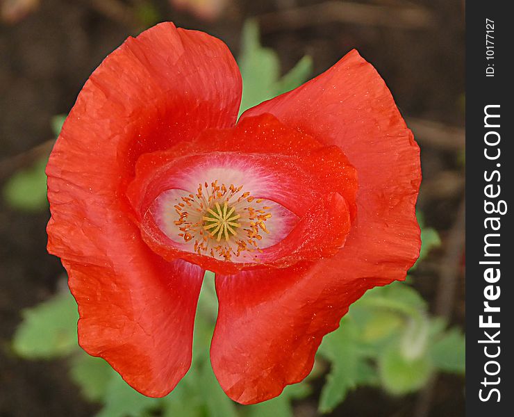 Simple photo of a poppy flower.