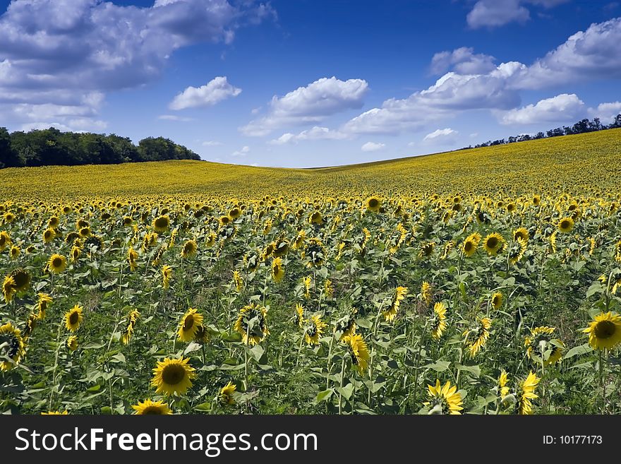 Sunny yellow sunflower field in summer.