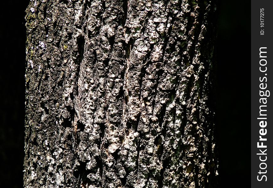 Bark of an oak. Low key. Bark of an oak. Low key.