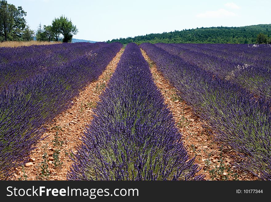 Rows of Lavender in a field below Sault, Provence, France