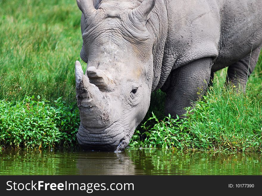 Rhinoceros drinking water from lake