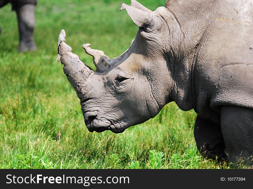 Rhinoceros standing in grassy meadow