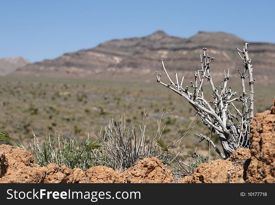 Joshua trees in Mojave Desert in California. Joshua trees in Mojave Desert in California