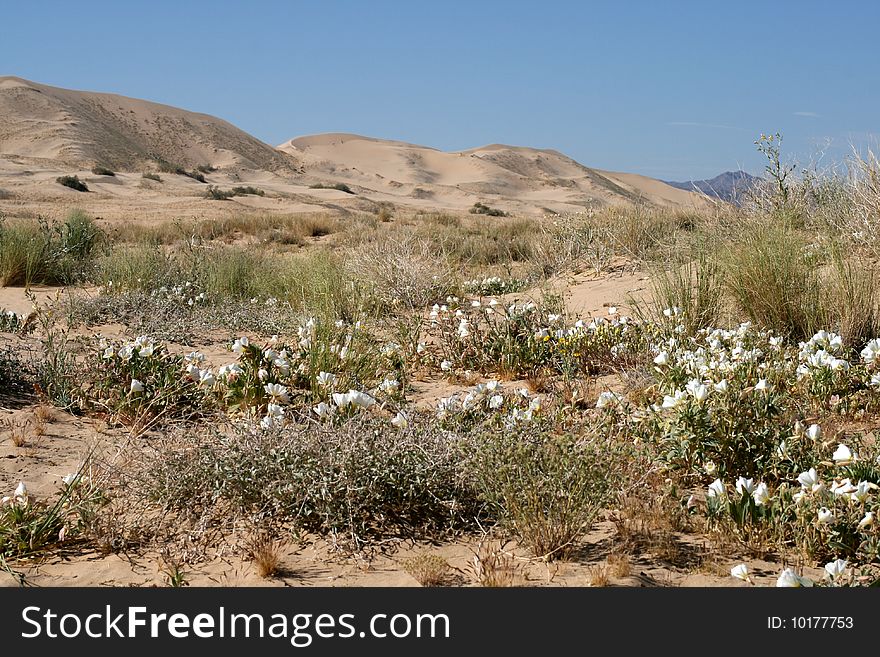 Kelso Sand dunes, Mojave Desert, California