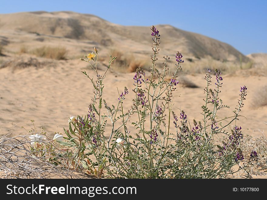 Kelso Sand dunes in Mojave Desert, California