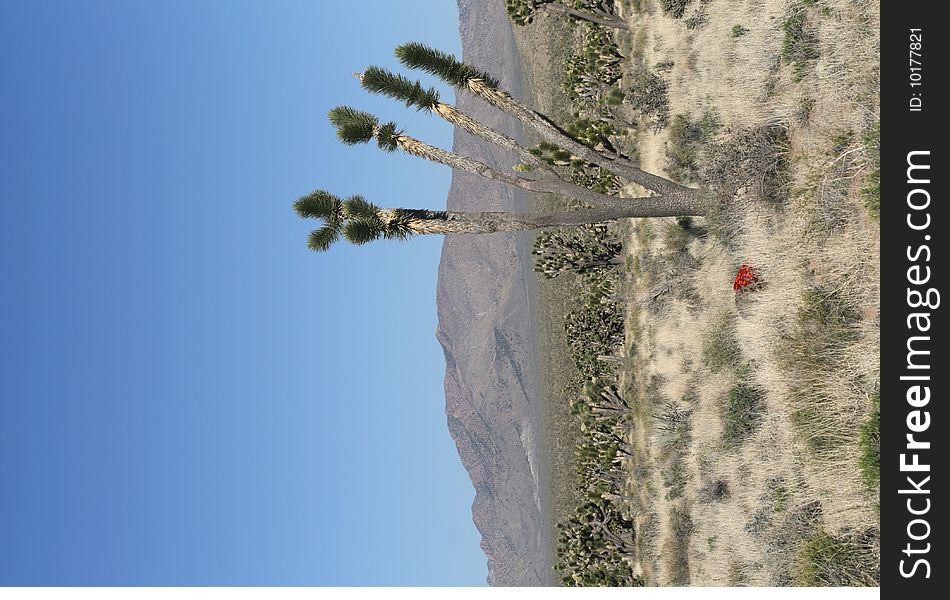 Joshua trees in Mojave Desert in California