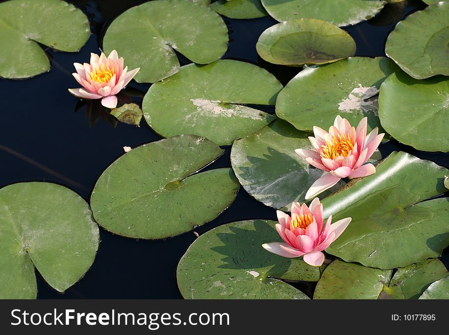 Water lilies in a pond