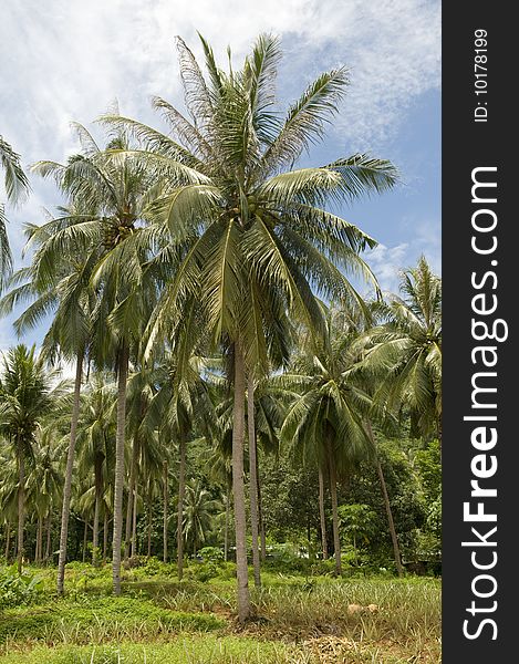 Coconut palm trees. Thailand. Jungle.