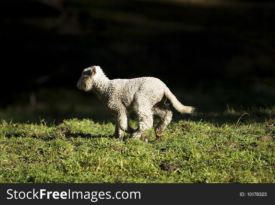 Very young lamb running across a grassy field in dramatic light. Lots of negative space around the sheep. Horizontal Format. Very young lamb running across a grassy field in dramatic light. Lots of negative space around the sheep. Horizontal Format.