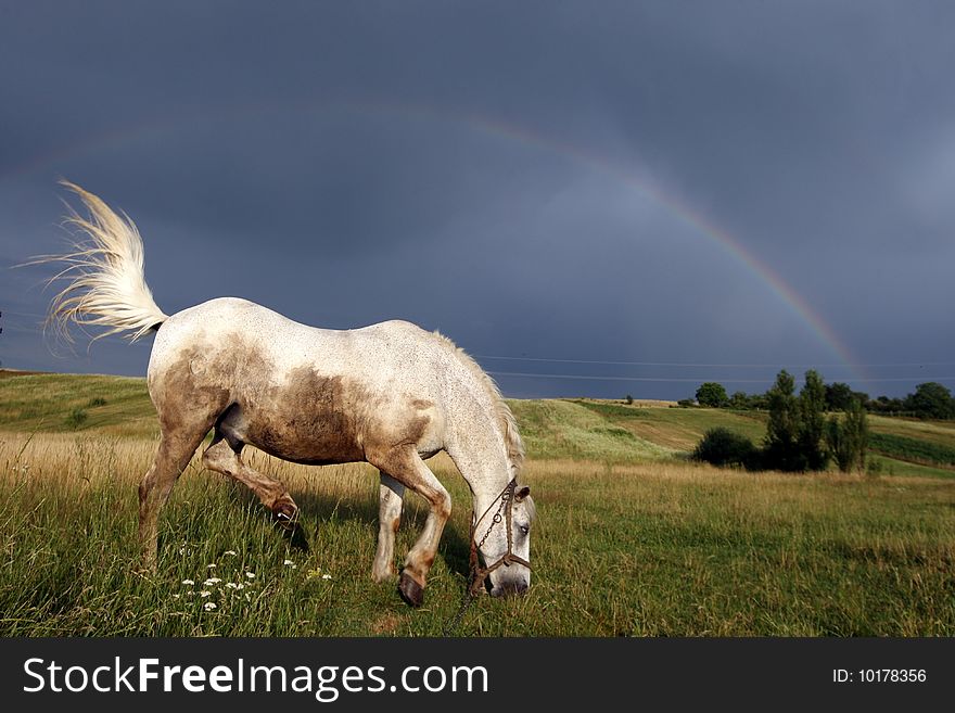 A white horse eating grass on a countryside meadow under a rainbow. A white horse eating grass on a countryside meadow under a rainbow