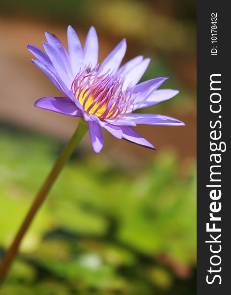 Pink Lotus or water lily in a pond