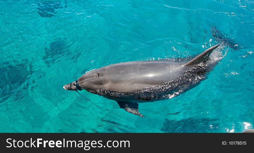 Bottlenose dolphin swims in green sea. Bottlenose dolphin swims in green sea