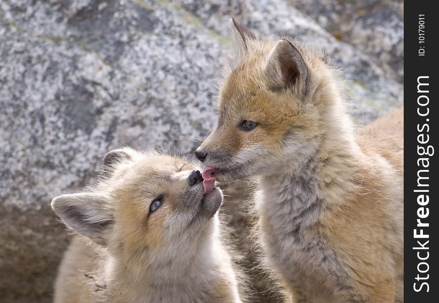 Tongue Tied - two red fox kits taste each others last meal.