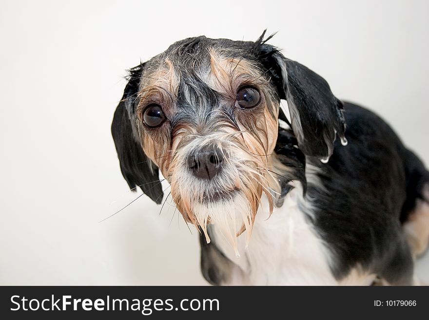 Little wet dog taking a bath