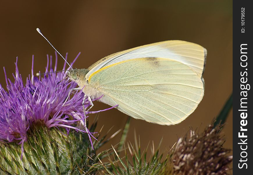 Large white butterfly on thistle