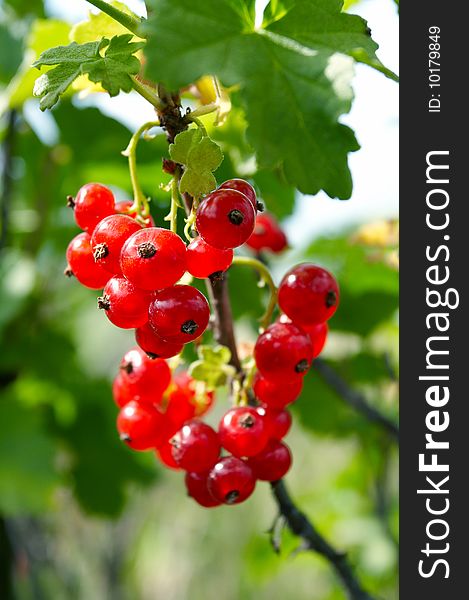 Cluster red currant and green leaves