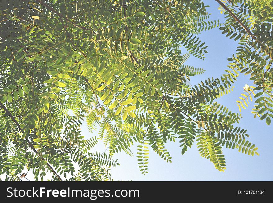 Vegetation, Tree, Leaf, Branch