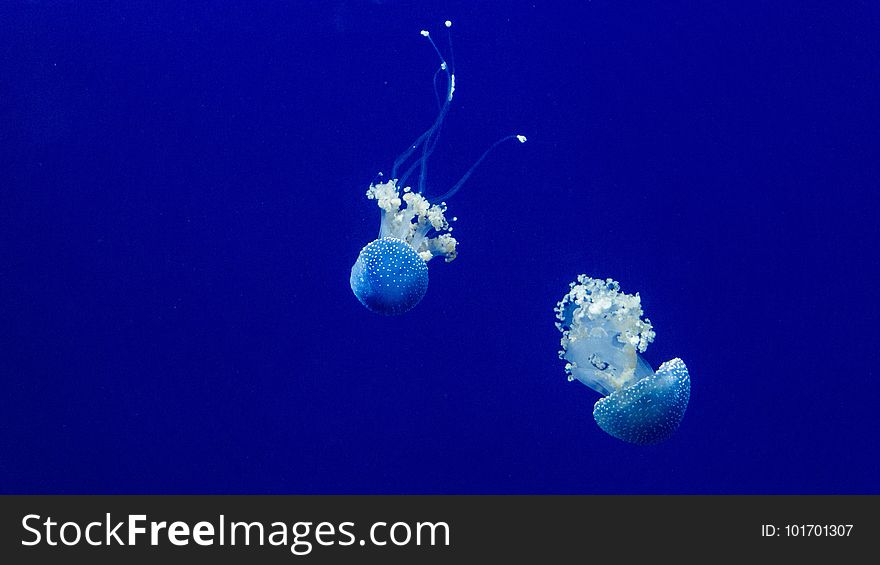 Jellyfish, Cnidaria, Marine Invertebrates, Invertebrate