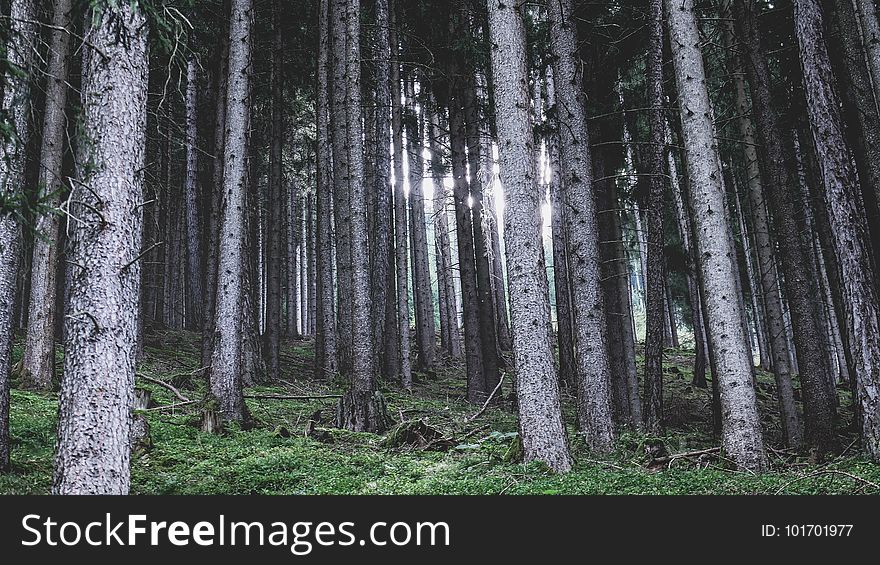 Forest, Spruce Fir Forest, Ecosystem, Tree