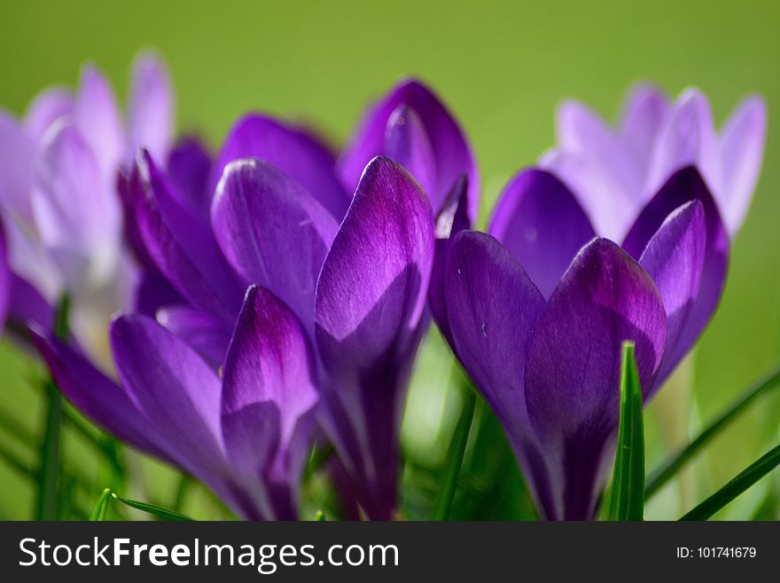 Flower, Crocus, Flowering Plant, Plant