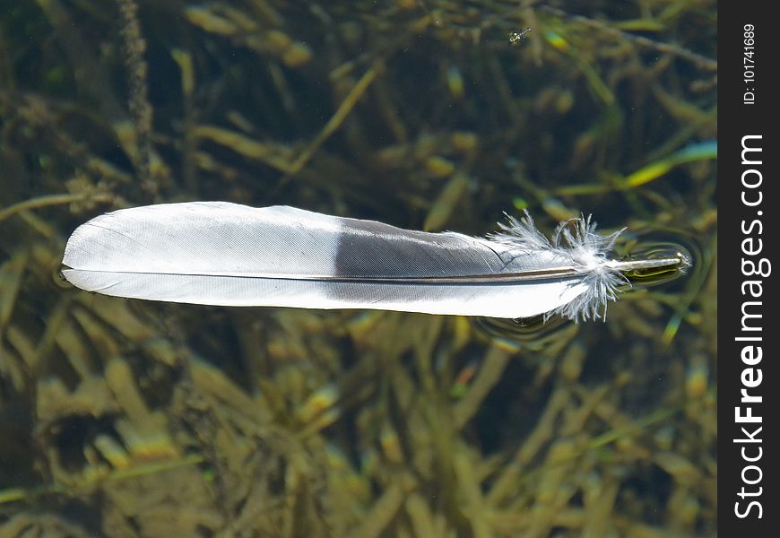 Feather, Organism, Fish