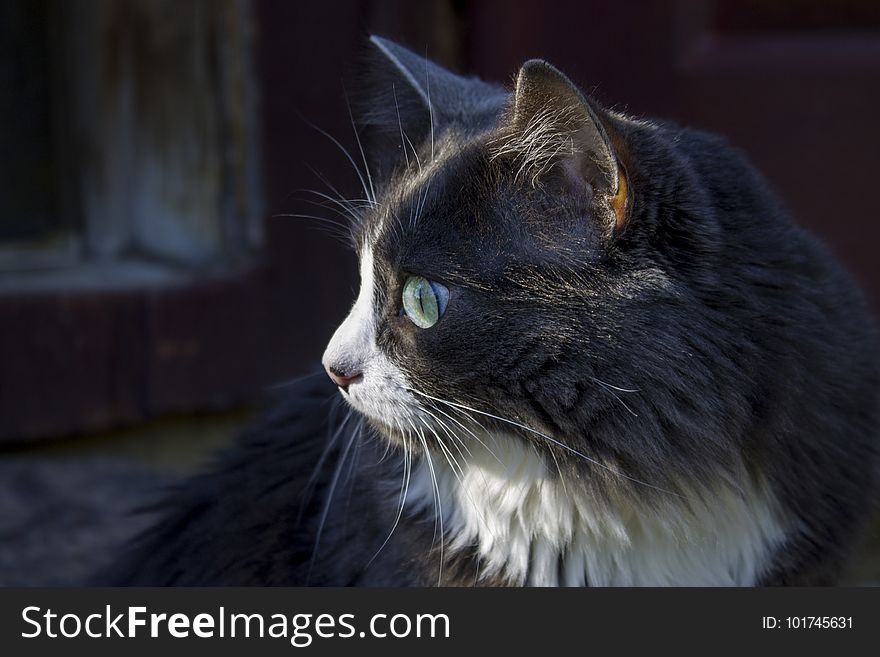 Cat, Whiskers, Black Cat, Small To Medium Sized Cats