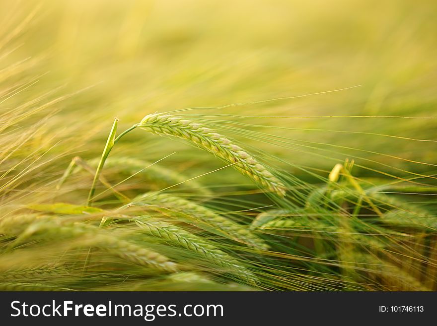 Barley, Food Grain, Vegetation, Hordeum