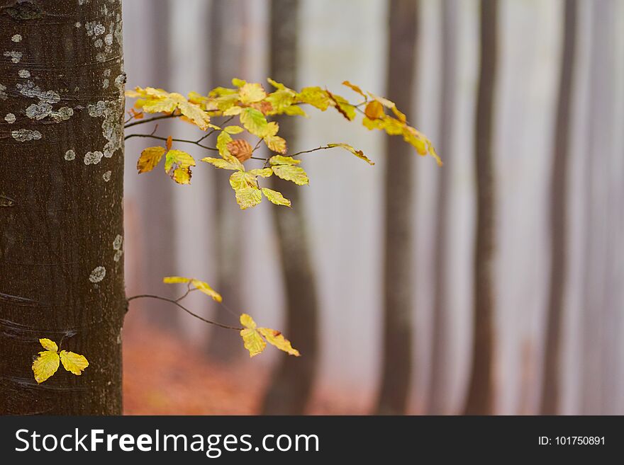 background texture of yellow leaves