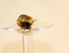 Housing Snail Royalty Free Stock Images