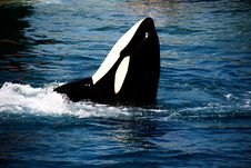 Killer Whale Stock Photography
