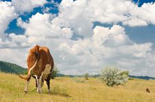 Rear View Of A Cow Stock Images